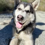 Benjii - @benjaminbabbyy - Instagram