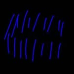 benjamin bachmann - @benjaminbachman15 - Instagram