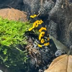Benjamin Bachmann - @_bb_exotics - Instagram