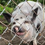 Benjamin Bacon - @benjitheporker - Instagram