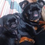 Benjamin Bacon & Dino - @dinoandbenji - Instagram