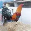 Benjamin Badillo - @benjamin.badillo2 - TikTok