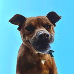 Benjamin Cumberpatch Baldwin - @benny_thegoodboy_baldwin - Instagram