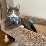 Mr.Buttons - @mr.benjaminbannerkerbuttons - Instagram