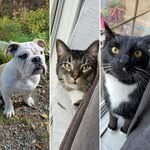 Pollo, Feijão, & Benjamin Bao - @goonbrothers3 - Instagram