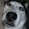 kuwa - @benjamin.bard - TikTok