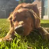 BanjoBartholomewBenjaminThe1st - @banjobartholomewbenjamin - TikTok