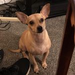 Benjamin Bartholomew Hicks - @benthegreatchihuahua - Instagram