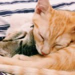 Benjamin & Bartolomeu - @benjaminebartolomeu - Instagram