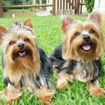 Benjamin_Baylee - @two_little_yorkies - Instagram