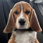 Невероятная история Бенжемина - @benjaminbeagledog - Instagram