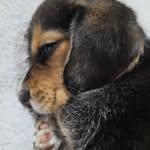 🐶🍁 Benjamín Beagle 🍁🐶 - @benjathebeagle - Instagram