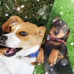 Adventures of ben and milo - @benj.aminbeagle - Instagram