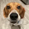 Bailey - @baileybenjaminbeagle - TikTok