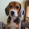 beagle_Benjamin - @beagle_benjamin - TikTok