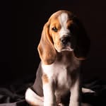 Beagle Benjamin - @bb_beagle_benjamin - Instagram