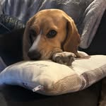 @ben.jaminbeagle - Instagram