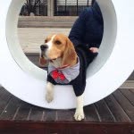 Ben Kutsev - @beagle_benjamin - Instagram