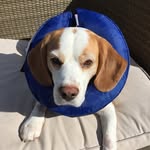 Benj - @benjaminbeagle71 - Instagram