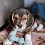 Benjamen.Beagle - @benjamin.thebeagle - Instagram