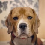@benjamin.the.beagle - Instagram