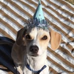 Benjamin - @iambenjaminthebeagle - Instagram