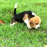 Bénjamin - @beagle_benjamin_manaus - Instagram