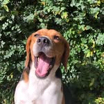 Benjamin - @benjaminbeagle_ - Instagram
