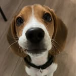 ベンジャミン - @benjamin__beagle - Instagram