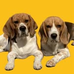Benjamin & Lion Os Beagles - @benjamin_e_lion_osbeagles - Instagram