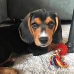 Benjamin Beagle - @benjaminthebeaglebaby - Instagram