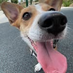 BENJAMIN BEAGLE - @therealbenjibeagle - Instagram
