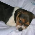 Benjamin Beagle - @beaglebenjamin - Instagram