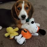 Benjamin Beagle - @benjamin.beagle - Instagram