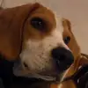 Benjamín Beagle - @benjaminbeagle2024 - TikTok