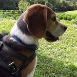 Benjamin Beagle Ysk - @benjamin_beagle_ysk - Instagram