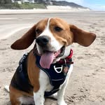 Benjamin Bugsy Beagle - @bnjmnbugsy_beagle - Instagram