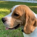 Benjamin D. Beagle - @benjamind.beagle - Instagram