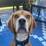 Benjamin Fawkes the Beagle - @fawkes_thehound - Instagram