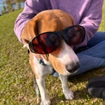 Benjamin mais conhecido como Ben 🐶🐾 - @benjamin_o_beagle - Instagram