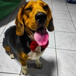 Benjamin the Beagle - @benbenthebeagle - Instagram