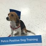 Benjamin The Beagle - @bencito_the_beagle - Instagram