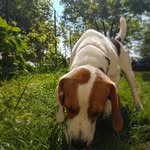 Benjamin the Beagle - @bendzamikus - Instagram