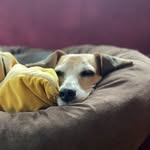 Benjamin The Beagle - @benjamin._beagle - Instagram