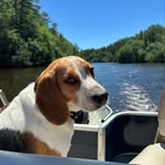 Benjamin the Beagle Dog - @benjamin_beagledog - Instagram