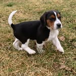 Benjamin Zimmerman - @benjaminthe_beagle - Instagram