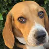 benjaminbeagle_ - @benjaminbeagle_ - TikTok