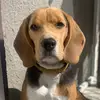 Benjamin.Beagle - @benjamin.beagle - TikTok