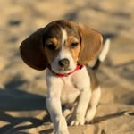 Benji | Beagle | Dog Creator - @_benji_benjamin - Instagram