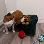 Benji & Piper - @benjamin_de_beagle - Instagram